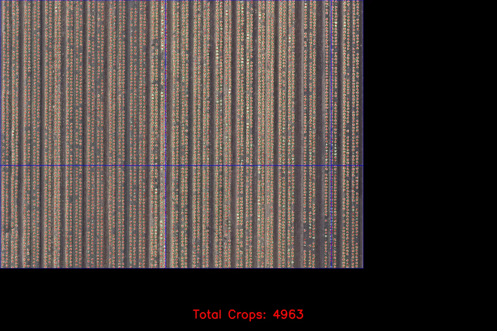 Automated plant detection: 4,963 plants counted from a single drone flight