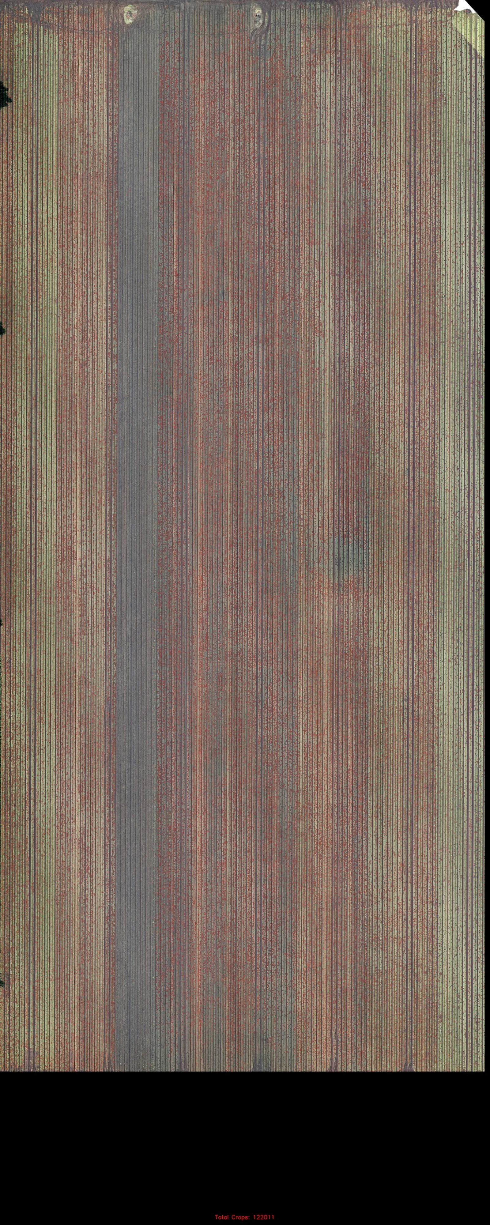 Zoomed orthophoto region of interest showing diagonal crop-row texture at full resolution