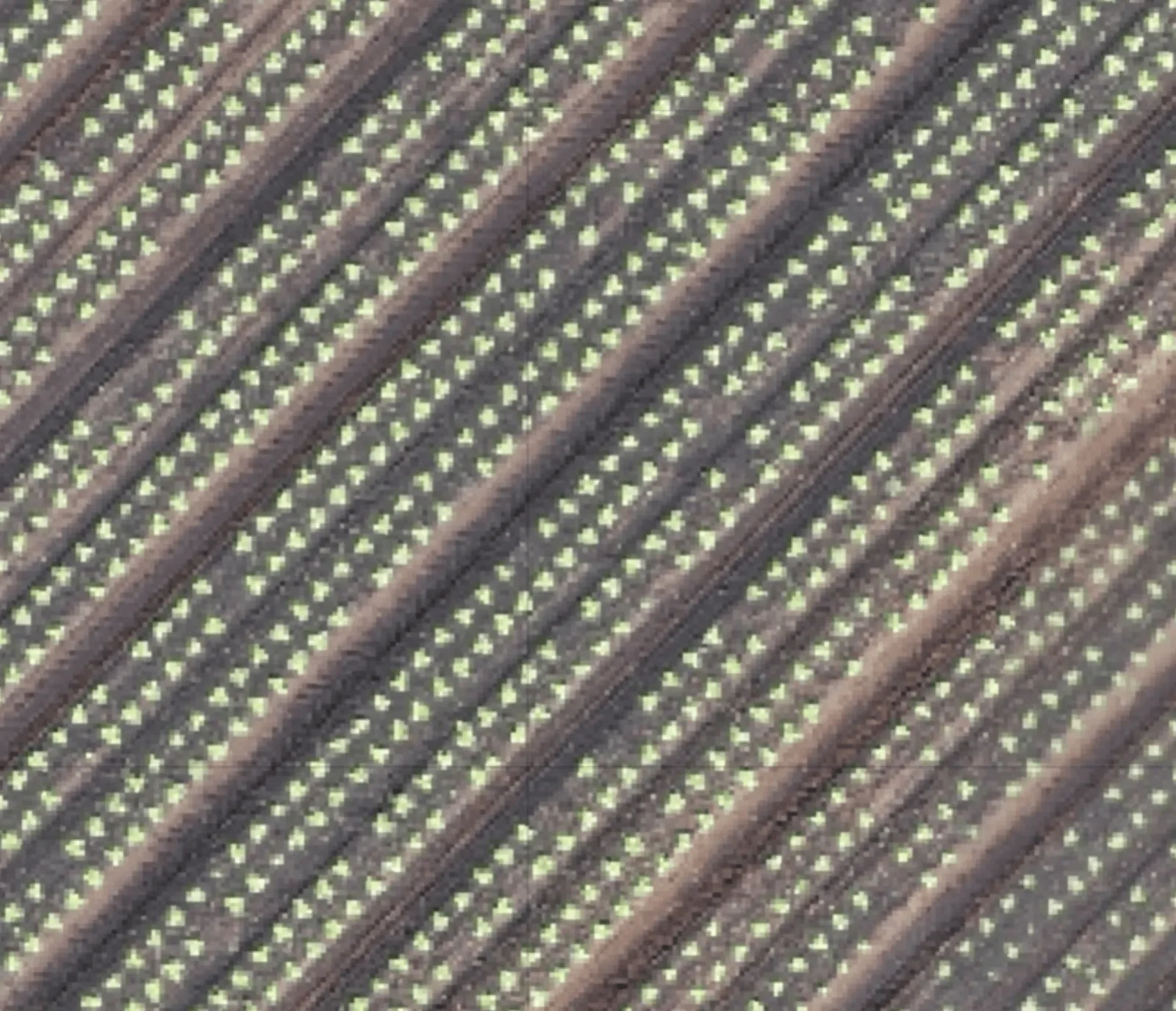 High-zoom detail of the Delftland orthomosaic resolving individual crops