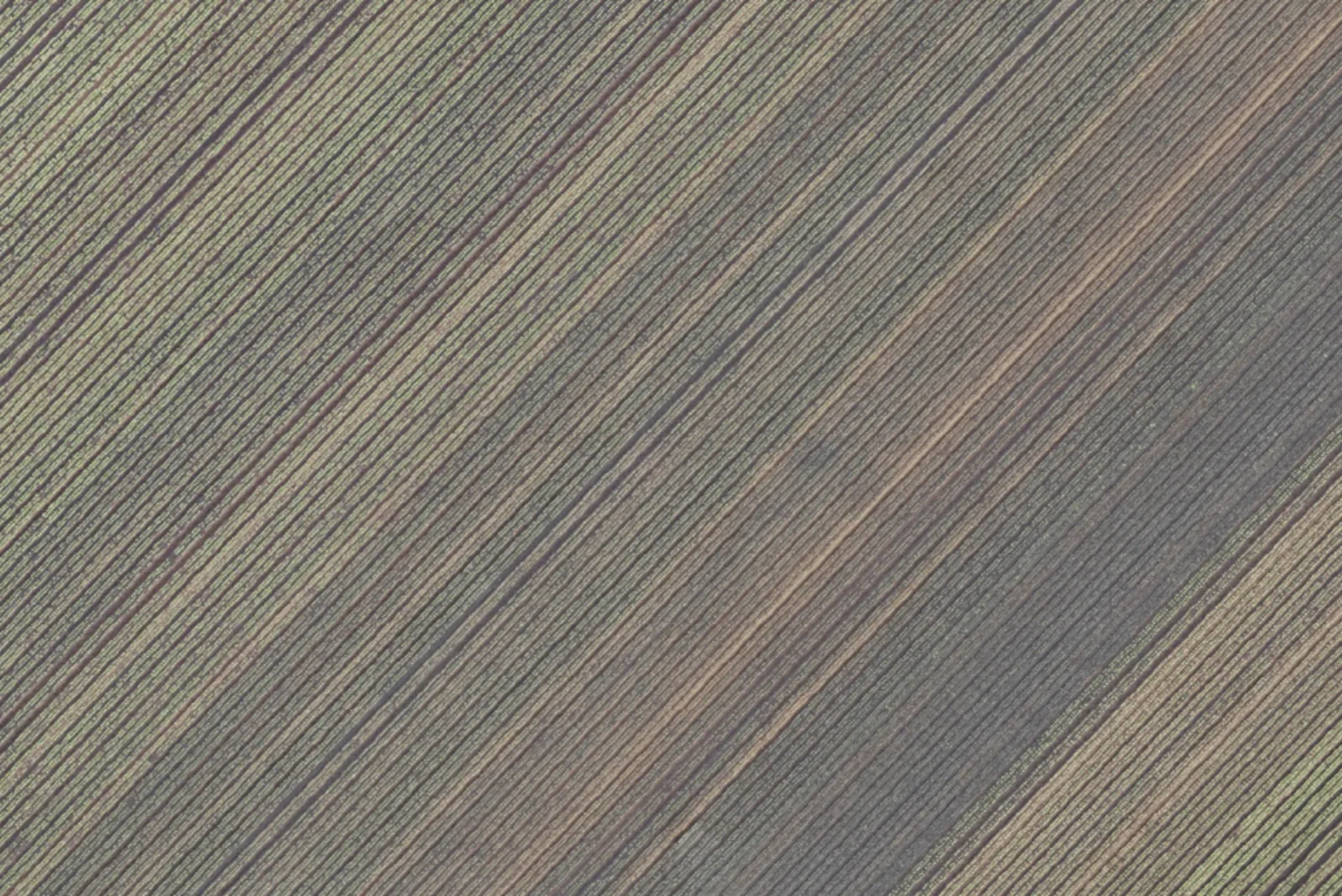 Mid-zoom detail of the Delftland orthomosaic showing crop rows
